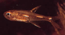 Brittanichthys sp (Луминесцентне цртице Тетра)