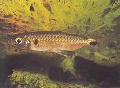 Brycinus macrolepidotus (Тетра са истинским вагама)
