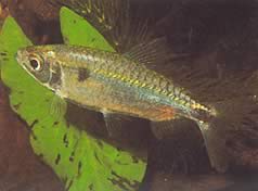 Brycinus schoutedeni (Брицинус са Гранд скалама)