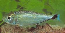 Brycon melanopterus (БРИЦОН са црним перајима)