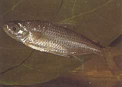 Bryconaethiops macrops (Тетра велике маскиране очи)