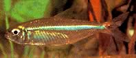 Bryconops affinis (Конусни бриконопс)