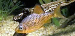 Capoeta oligolepis (Олиголепис брадати)