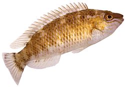 Centrolabrus exoletus Стар -Фастионед