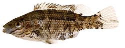 Centrolabus melops Цоммон Цренилабре