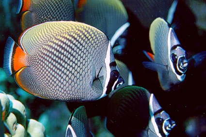 Chaetodon collare Цхаетодон Цолларе