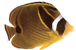 Chaetodon lunula (Стрипед Цхетодон)
