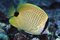 Chaetodon miliaris (Лимунски кратки)