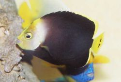 Chaetodontoplus melanosoma (Браон анђео)