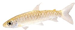 Chalceus macrolepidotus Ружичасти реп цхарцеус