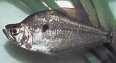 Charax pauciradiatus Циноцепфалус Цхарак