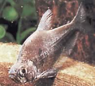 Charax tectifer (Цхарак Баттлесхип)