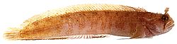 Chirolophis ascanii Бленние де Иаррелл
