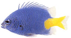 Chrysiptera parasema (Плава дама са жутом репом)