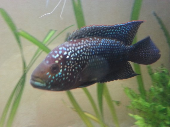 Cichlasoma octofasciatum (Јацк Демпсеи)