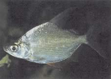 Citharinus citharus Високо задње срање