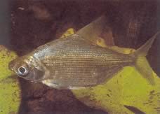 Citharinus congicus Конго цитарине