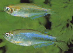 Coelurichthys microlepis (Тетра Црутон са малим скалама, Барберош)
