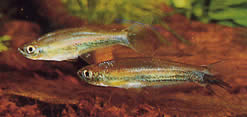 Coelurichthys tenuis Тетра је одржана, Тетра-Барберос