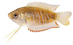 Colisa fasciata Џиновски пакет