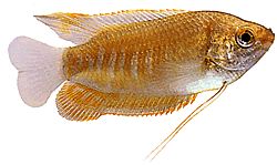 Colisa labiosa Гоурами Липпу