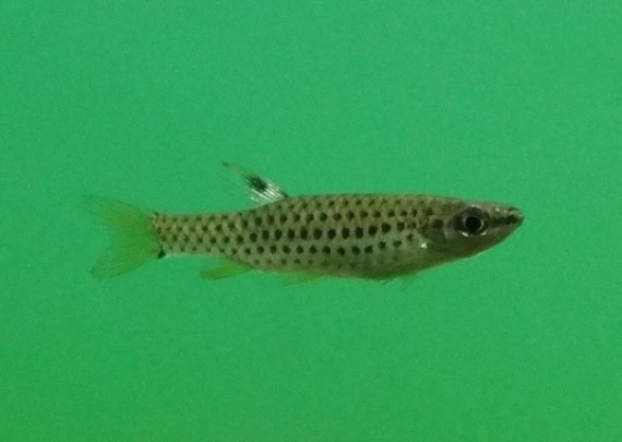 Copella nattereri (Цопелла Таттерри)