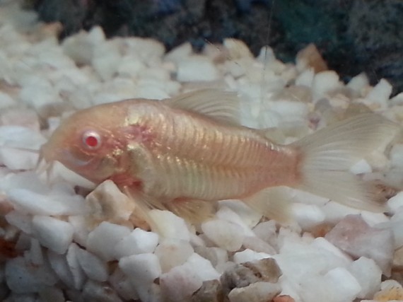 Corydoras aeneus albinos Цоридорас Албинос