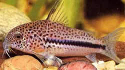 Corydoras bondi (Цоридорас Бонди)