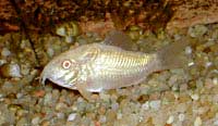 Corydoras paleatus albinos (Цоридорас Палеатус Албинос)