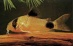 Corydoras panda Цоридорас Панда