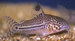 Corydoras trilineatus (Три -Банд Цоридорас)