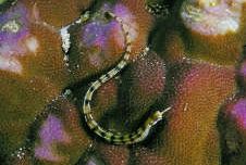 Corythoichthys flavofasciastus Жута бандефисх риба