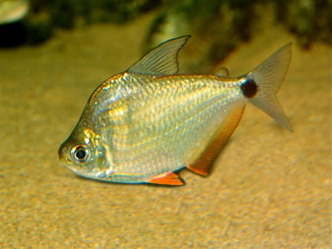 Ctenobrycon spilurus hauxwellianus Цхарацин са високим леђима