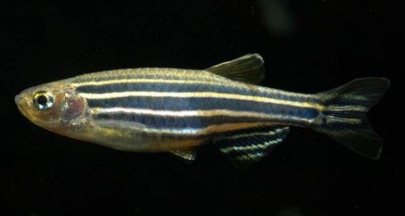 Danio rerio (Данио Зебре)
