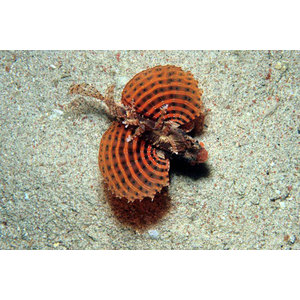 Dendrochirus brachypterus (Патуљак)