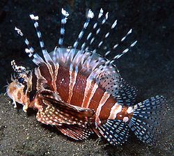 Dendrochirus zebra (Патуљак)