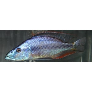 Dimidiochromis Compressiceps (Цицхлид Еие Еатер)