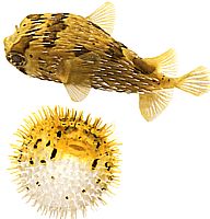 Diodon holocanthus (Трновити пухач)