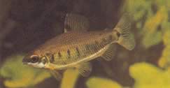 Distichodus decemmaculatus (Дварф Дистицходус)
