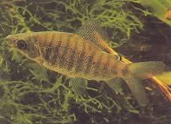 Distichodus fasciolatus (Сиво пругасти округ)