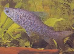 Distichodus notospilus (ДИСТИЦХНЕСС-СХАДЕ)