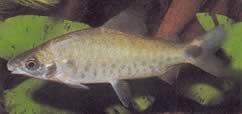 Distichodus rostratus (ДИСТИТИЦХОДУС АТ РОСТРЕ)