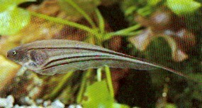 Eigenmannia virescens (Стаклене ножеве рибе)