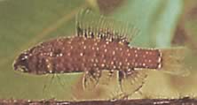 Elachocharax georgiae (Дварф Тетрагер)