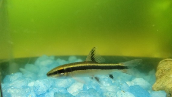Epalzeorhynchus kallopterus (Прелепе пераје)