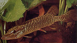 Esox lucius (Европа штука)