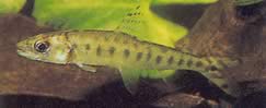 Eugnathichthys macroterolepis (Мацротеролепис ЕУГНАТХИЦХИС)