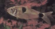 Exodon paradoxus (Тетра-тигер са две тачке)
