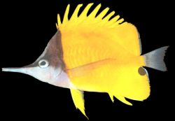 Forcipiger flavissimus (Цхелмон са дугом кљуном)