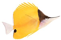 Forcipiger longirostris (Цхелмон са дугом кљуном)